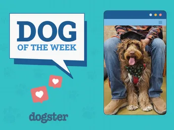 Dogster Photo Contest: Dogs of the Week Winners (June 5, 2025)