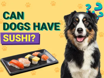 Can Dogs Have Sushi? Vet-Verified Facts & FAQ