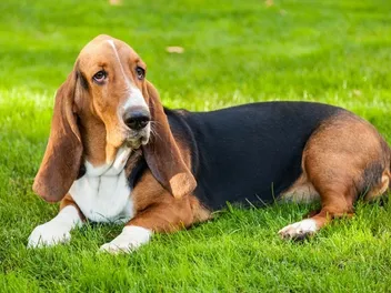 Basset Hound Lifespan: Average Growth, Stages & Facts