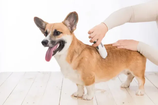 How to Groom a Corgi: 5 Vet-Verified Tips & Tricks