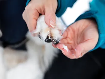 Can I Put Antibiotic Ointment on a Dog? Vet-Approved Facts & Guidelines