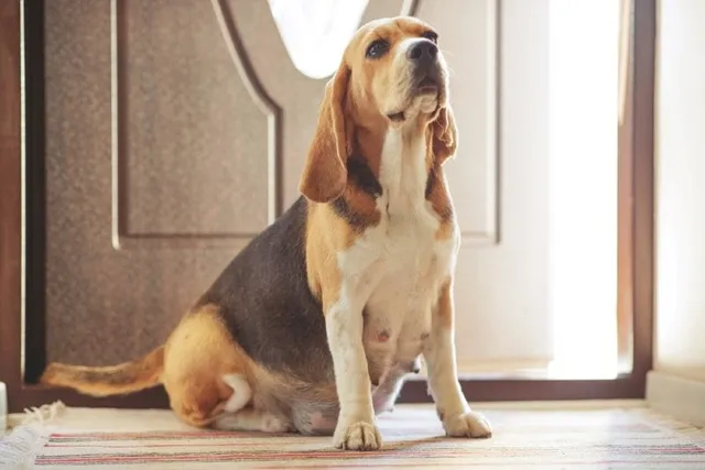 What Are the Vet Costs for a Pregnant Dog? 2026 Price Update