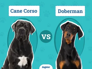 Cane Corso vs Doberman: The Differences (With Pictures)