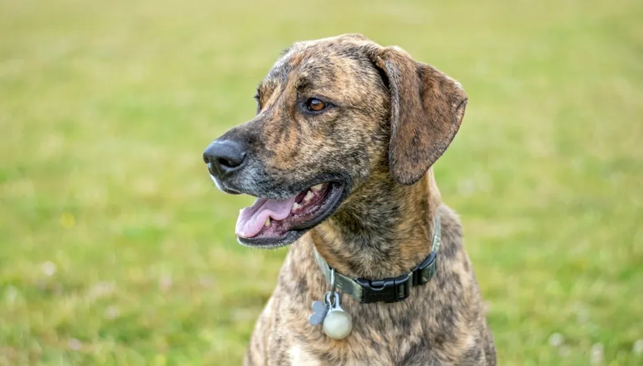 Brown Plott Hound dog sits in the grass in a park