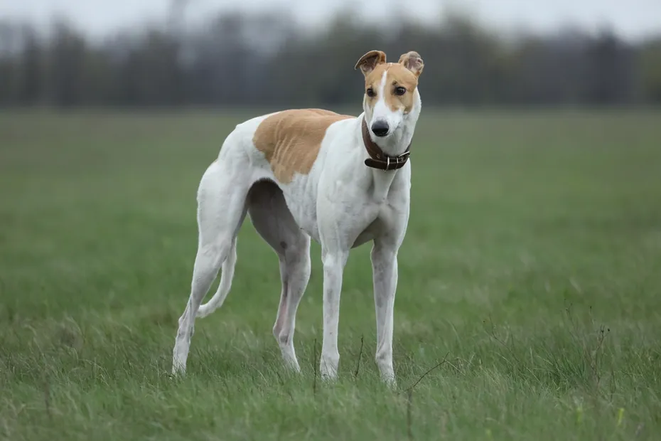 greyhound dog in the meadow