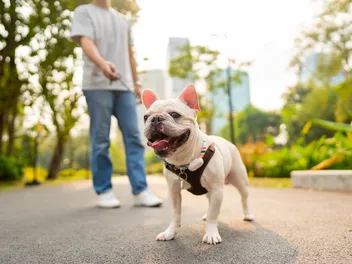 Easy Walk Harness: Instructions & Selecting the Right Type