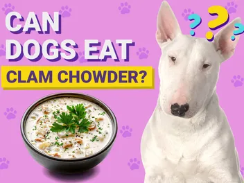 Can Dogs Eat Clam Chowder? Vet-Verified Nutrition Facts & FAQ