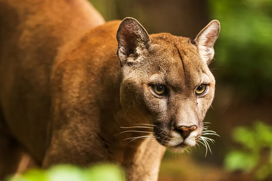 Close-up photo of a cougar in the trees