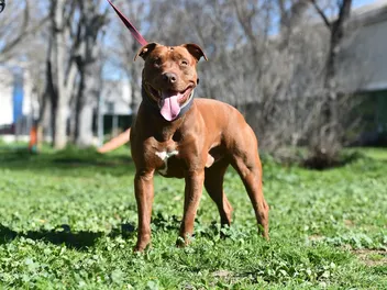 How Much Exercise Does a Pit Bull Need? Average Requirements & Energy Levels Explained