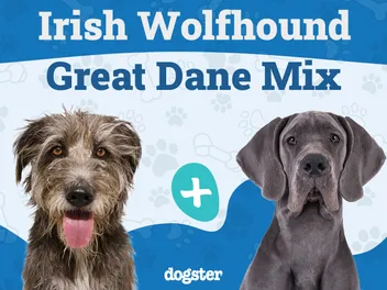 Irish Dane Dog Breed: Info, Pictures, Care & More