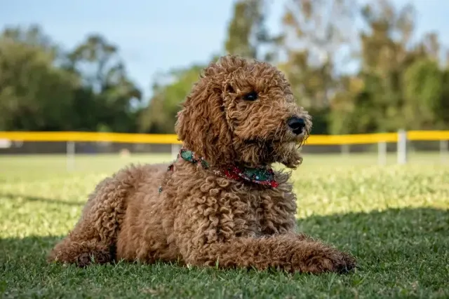 18 Goldendoodle Colors & Patterns (With Pictures)