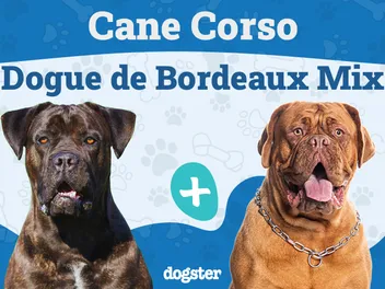 Cane Corso Dogue de Bordeaux Mix: Info, Pictures, Temperament & More