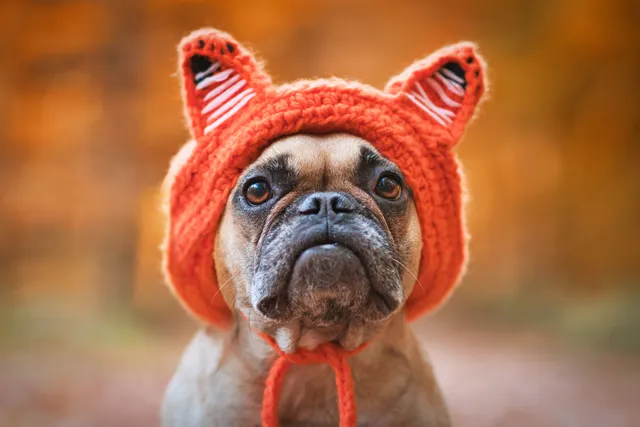 5 DIY Dog Hats You Can Make at Home (With Pictures)