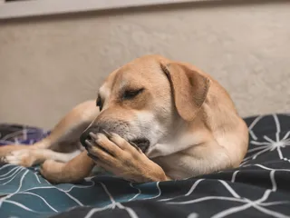 Why Do Dogs Lick Themselves? Vet-Verified Reasons & When Its a Concern