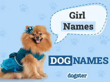 325 Girl Dog Names for Your Female Pup