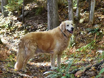 24 Dog-Friendly Hiking Trails in Maine (2026 Guide)