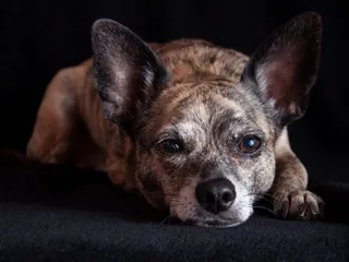 Italian Greyhuahua Mixed Dog Breed: Info, Pictures, Care & More