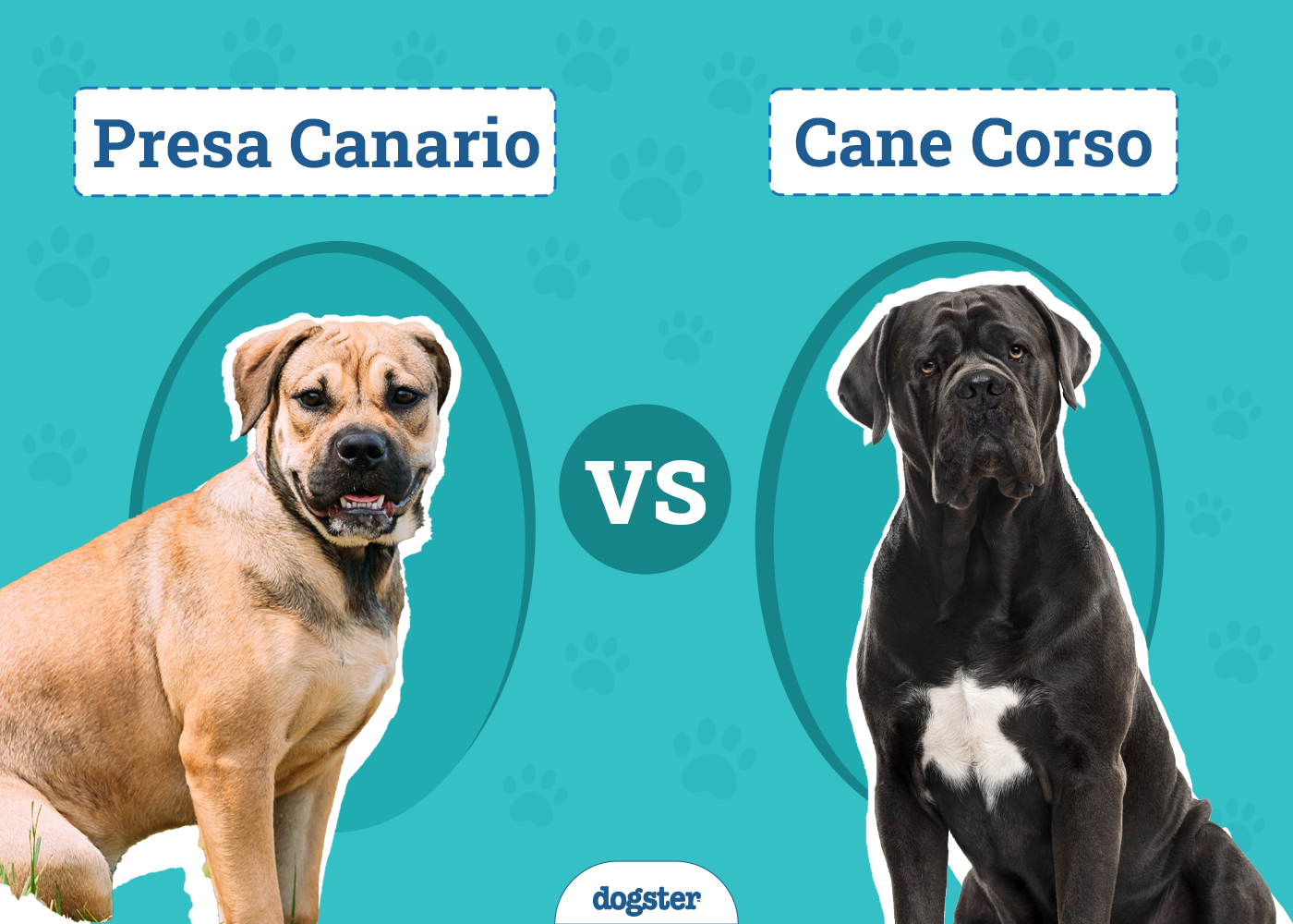Presa Canario vs. Cane Corso
