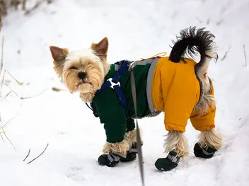 How to Train Your Dog to Wear Dog Boots: 5 Vet-Approved Tips