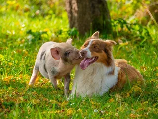 Are Pigs Smarter Than Dogs? Vet-Reviewed Intelligence Comparison