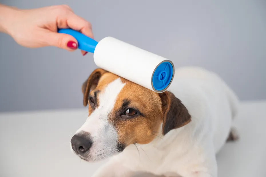 Lint Roller Dog