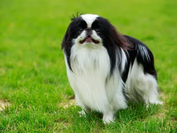 Japanese Chin Dog Breed: Info, Pictures, Facts & Traits