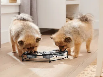 10 Best Stainless-Steel Dog Bowls in 2026 - Reviews & Top Picks