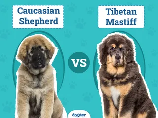 Caucasian Shepherd vs Tibetan Mastiff: The Differences (With Pictures)
