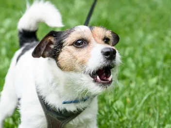 How to Train a Dog to Stop Barking: 5 Vet-Approved Tips