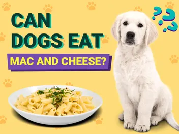 Can Dogs Eat Mac and Cheese? Vet-Reviewed Nutrition Facts & Safety Guide