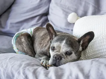 How to Keep Your House Clean When a Dog Is in Heat: 10 Simple Tips