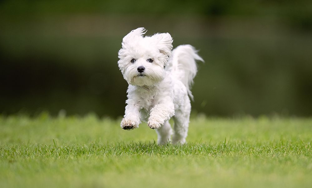 westie dog running