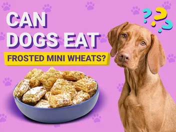 Can Dogs Eat Frosted Mini Wheats? Vet-Reviewed Risks & FAQ