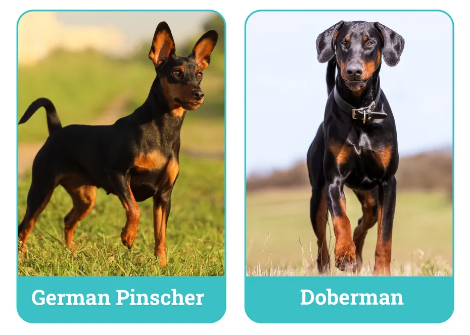 German Pinscher vs Doberman