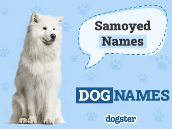 280+ Samoyed Dog Names: Popular & Unique Ideas