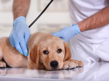 Cryptorchidism (Retained Testicles) in Dogs: Vet-Verified Signs, Causes & Care