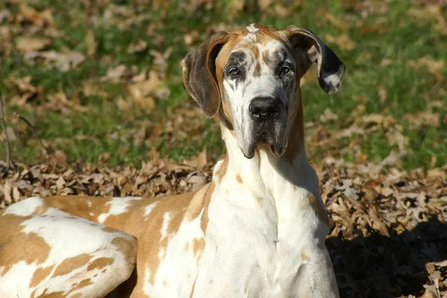 Fawnequin Great Dane: Info, Pictures, Origin & History