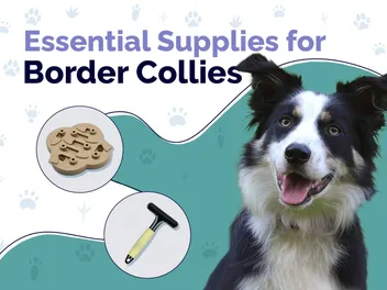 28 Essential Border Collie Supplies to Get You Started: 2026 Update