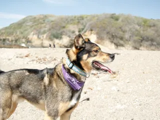 Rottsky (Rottweiler & Husky Mix) Breed: Info, Pictures, Temperament & Traits