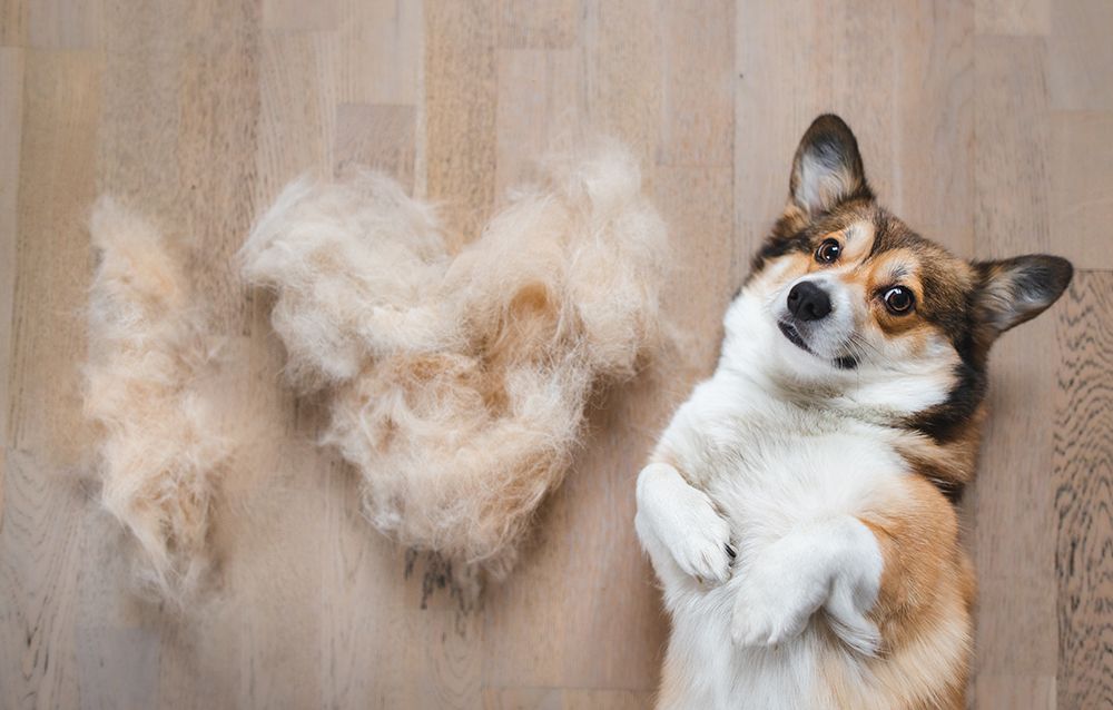 Pembroke welsh corgi beside shredded fur