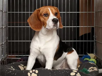 Why Is My Beagle So Stubborn? Vet-Reviewed Breed Temperament Explained
