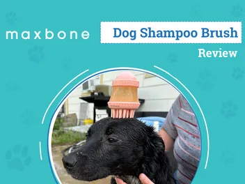 Maxbone Deep Cleanse Shampoo Dispensing Brush Review 2026: An Expert's Breakdown