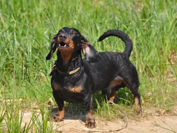 How to Train a Dachshund Not to Bark: 9 Effective Tips (With Video)