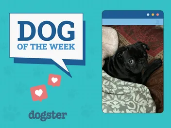 Dogster Photo Contest: Dogs of the Week Winners (April 17, 2025)