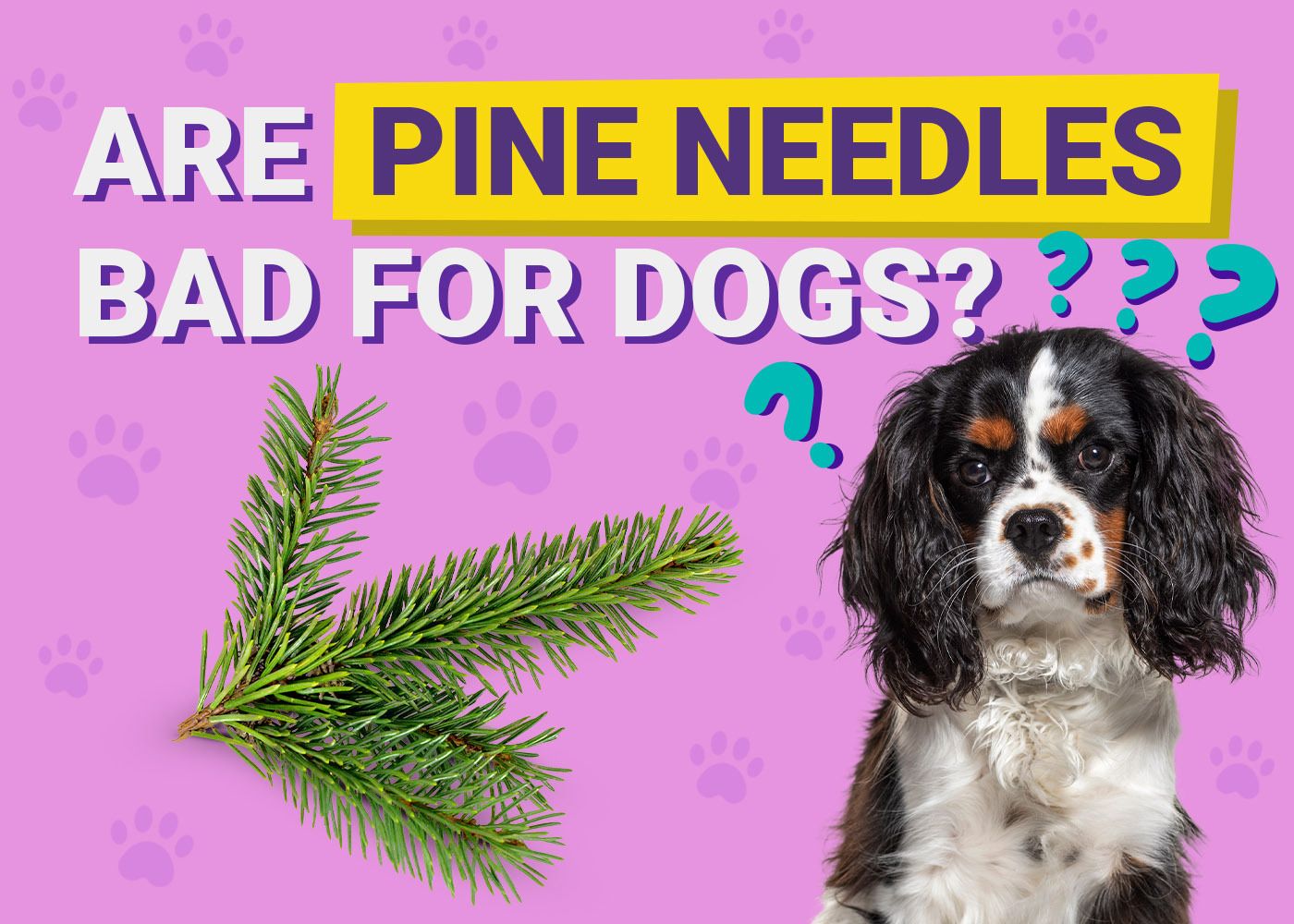 Are Pine Needles Bad for Dogs? Vet-Approved Facts & FAQ