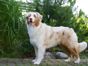 Red Merle Australian Shepherd: Info, Pictures, Origin & History