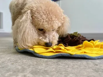The One Important Thing Most Dogs Are Missing Out On