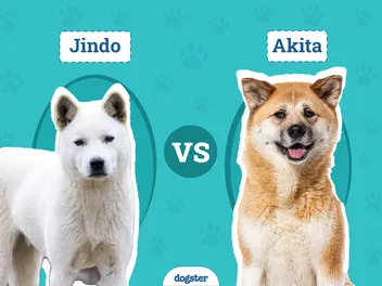 Jindo vs Akita: Differences Explained (With Pictures)