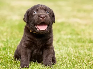 Why Do Puppies Get Hiccups? 10 Possible Reasons & What to Do (Vet Answer)