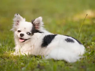 Are Chihuahuas Good With Kids? Vet-Verified Facts & Info